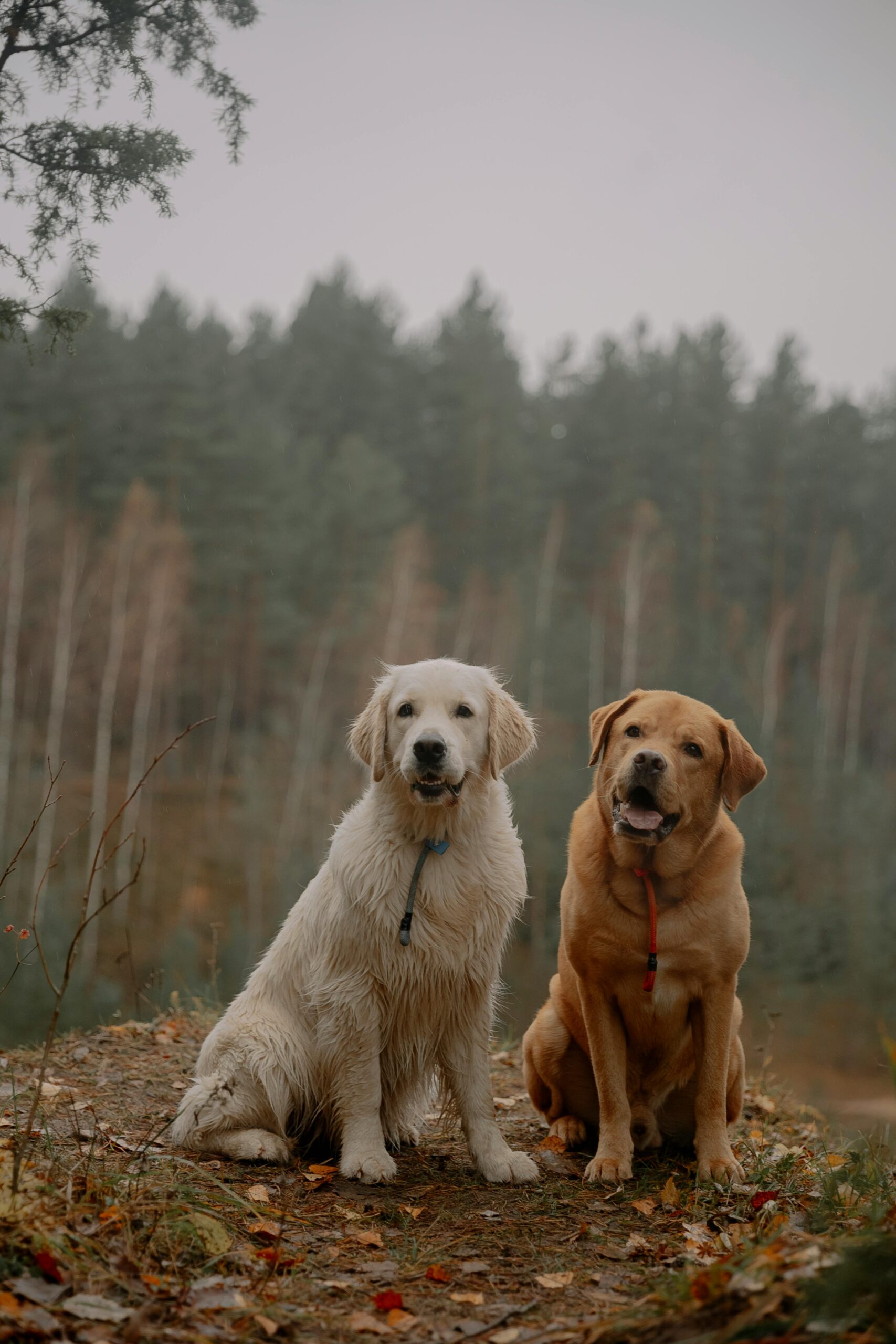 labrador retriever